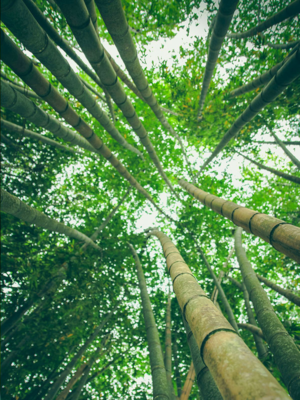 vertical-bambou-1